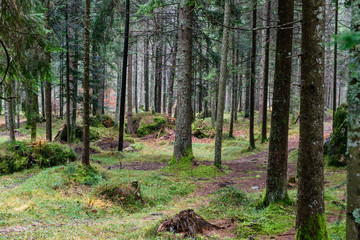 Obraz premium bosco 2