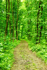beautiful green forest