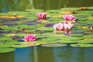 Water Lily flowers