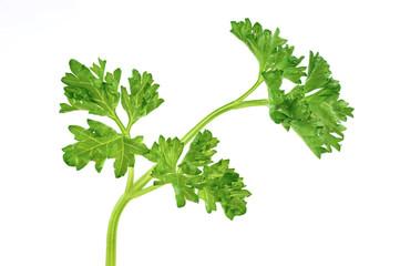 Fresh green branch of parsley isolated on white background