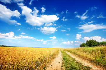 Naklejka premium Country road beside wheat field