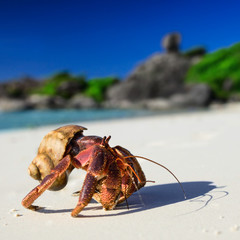 Big hermit crab on the tropical island