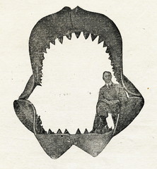 Naklejka premium Jaws of megalodon (reconstruction by Bashford Dean, 1909)