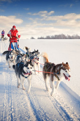 Woman musher hiding behind sleigh at sled dog race on snow in wi