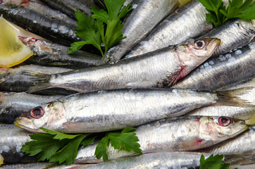 Sardinas frescas