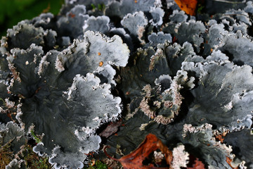 texture moss gray mold