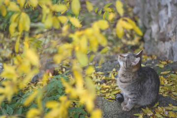 Cat looking up and tree with yellow leaves.