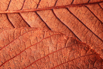 texture fallen leaves autumn macro