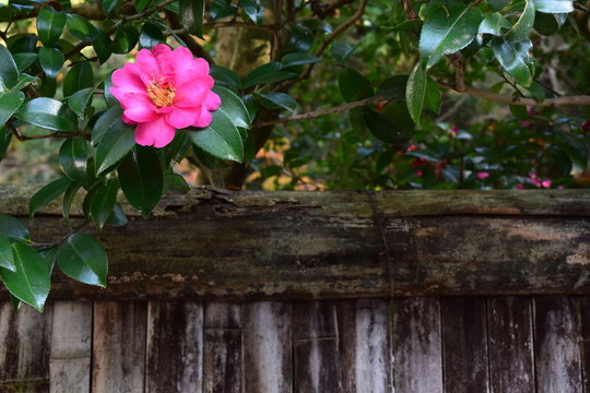 93 最適な 椿の生垣 画像 ストック写真 ベクター Adobe Stock