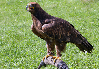 Eagle over the trestle of Falconer