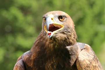angry Great Eagle with open beak and tongue out