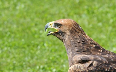 majestic Great Eagle and opens the berk