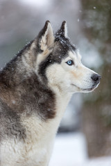 Siberian Husky dog