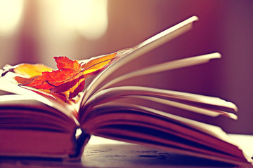 book pages yellow leaves of autumn concept