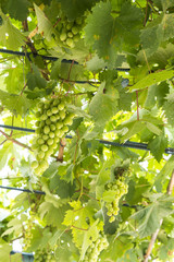 Fototapeta na wymiar Vine with green grapes lit by sun