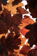 background with yellow leaves