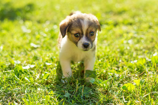 Puppy standing and posing on the grass