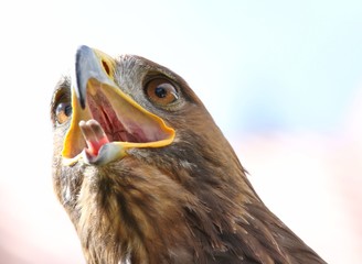 angry Eagle with open beak and tongue out