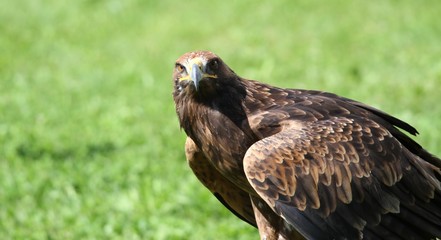 majestic Great Eagle ready to fly