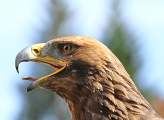 angry big Eagle with open beak and tongue out