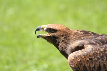 angry Great Eagle with open beak and tongue out