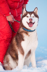 Portrait of siberian husky whith owner