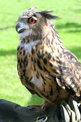 Falconer's gloved hand with the OWL with orange eyes