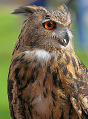 large OWL with orange eyes and the thick plumage
