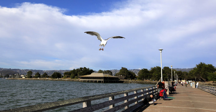 Fisherman's Wharf, Marina de Berkeley
