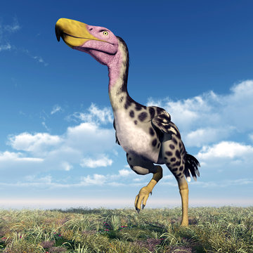 Terror Bird Kelenken