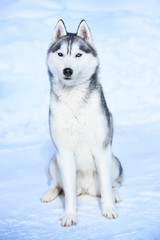 Siberian husky