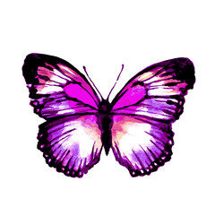 butterflies design