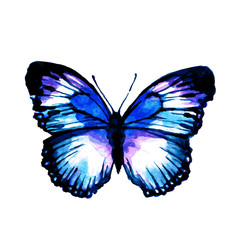 Fototapeta premium butterfly280