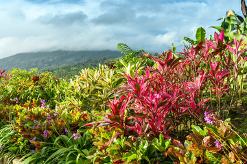 Vertical Garden with various tropical plants and flower growing © master1305