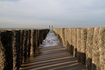 Rows of poles covered with barnacles on a beach