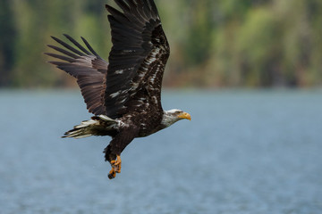 Bald eagle in flight in the rocky mountains
