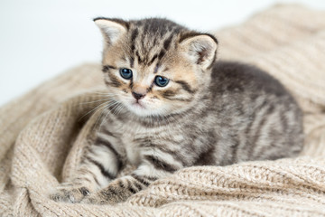 Fototapeta na wymiar top view of cat kitten lying on jersey