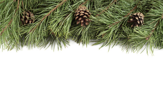 Christmas fir branches and bumps on a white background