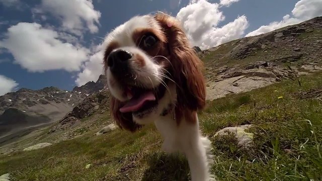Cavalier King Charles Spaniel Blenheim