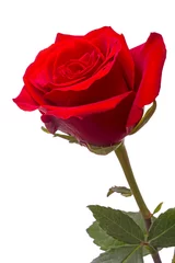 Papier Peint photo Lavable Roses Grosse rose rouge
