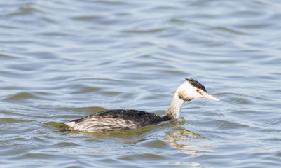 Great Crested Grebe, Podiceps cristatus