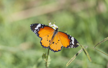 Fototapeta na wymiar Orange butterfly resting on a flower