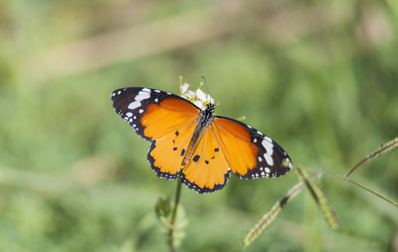 Orange butterfly resting on a flower