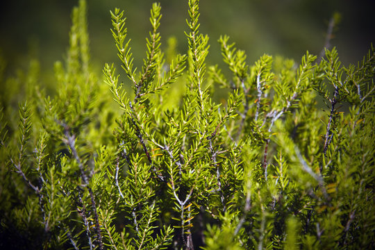 Macchia Mediterranea