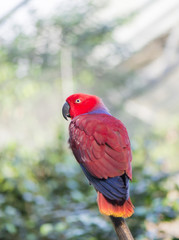 eclectic parrot, eclectus roratus
