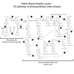 Fototapeta na wymiar Chemical scheme of Hatch Slack Karpilov cycle
