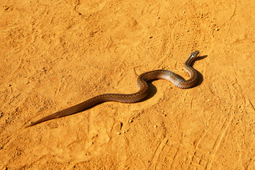 Snake in the desert