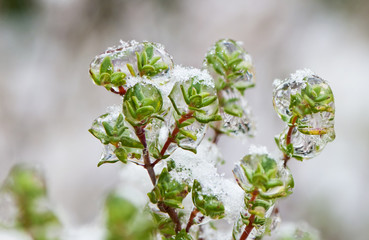 Frozen sprigs of thyme