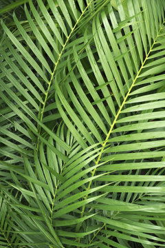 Fototapeta bamboo leaves