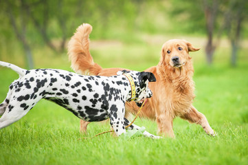 Dalmatian dog playing with golden retriever